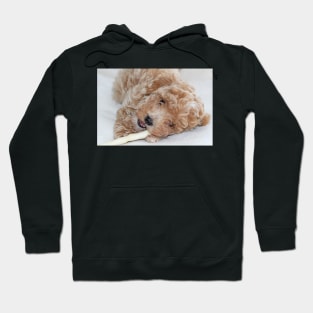 Maltipoo Puppy Hoodie